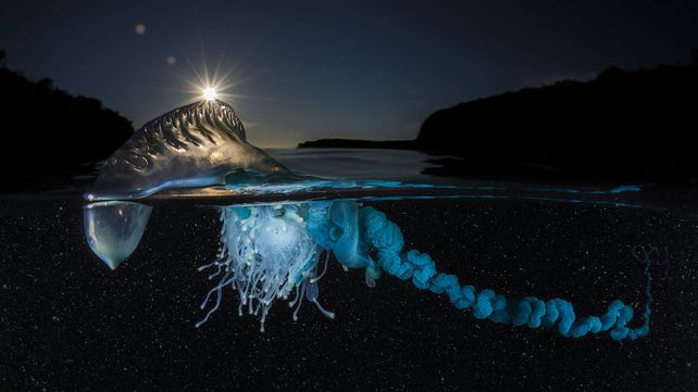 Las mejores fotos de la naturaleza de 2017 premiadas por National Geographic
