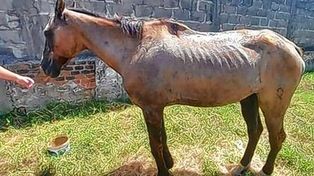 El caballo rescatado tenía heridas por golpes y por las consecuencias de la tracción a sangre.&nbsp;