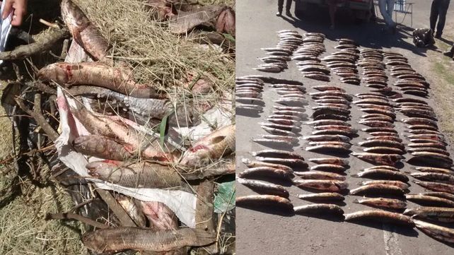 Secuestraron cientos de especies ictícolas depredadas en ríos y lagunas
