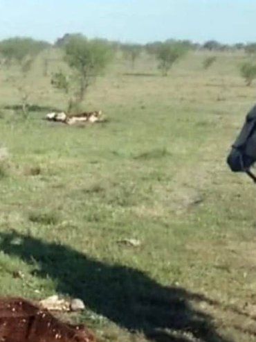 Productores de Chajarí denunciaron el faltante de 140 vacas y 78 aparecieron muertas