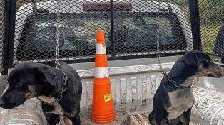 Rescataron a ocho perros en una causa por maltrato animal en Chajarí