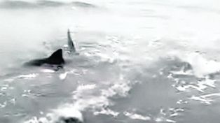 Tres tiburones nadaron muy cerca de una playa de Monte Hermoso