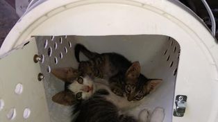 Una docente de Santa Fe es furor con su jaula para llevar gatos