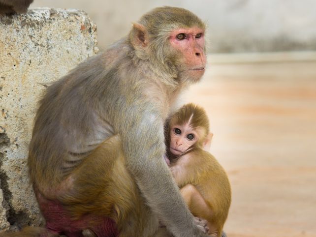 Monos Rhesus