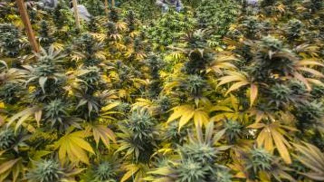 Las Cepas Argentinas Terapéuticas (CAT) conforman el primer cultivo científico de cannabis.