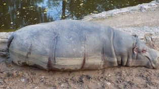 Denuncia penal contra veterinarios de un zoo