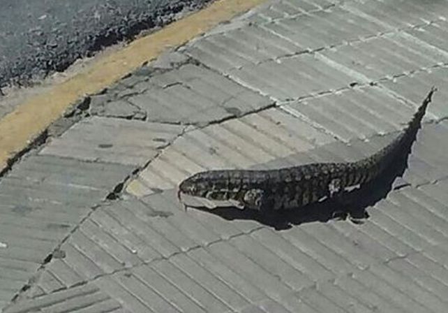 Iguana céntrica. 22 de febrero: 16:05 en Tucumán y 4 de enero