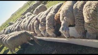 Con cambio en el menú, las ovejas producen más y mejor leche