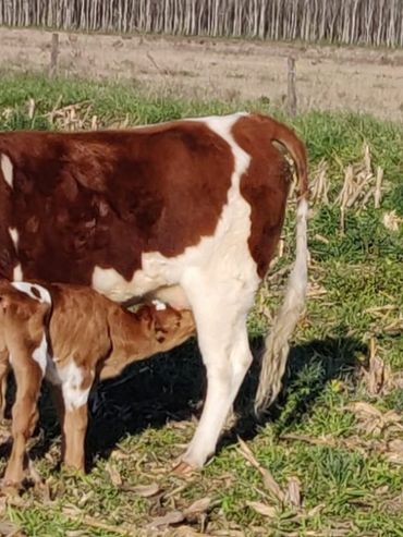 La raza bovina Criolla tiene un nuevo ejemplar: nació el ternero de La Yoli