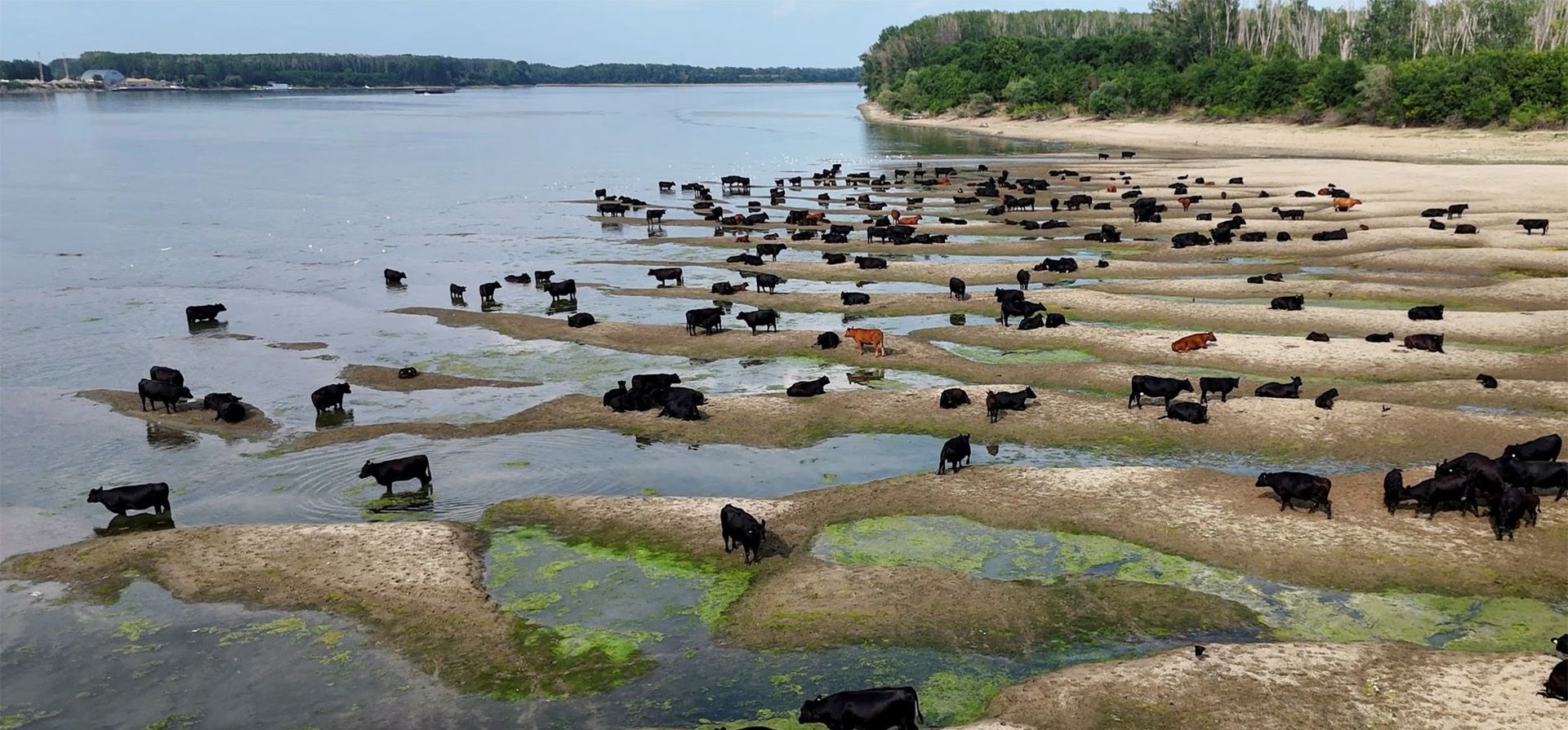 El ganado descansa en las orillas del río Danubio después de que sus niveles de agua en Rumania cayeran a los más bajos en tres décadas, Calarasi, Rumania. Fotografía: Inquam Photos/Reuters El ganado descansa en las orillas del río Danubio después de que sus niveles de agua en Rumania cayeran a los más bajos en tres décadas, Calarasi, Rumania. Fotografía: Inquam Photos/Reuters