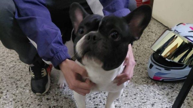 Recuperaron en Paraná un Bulldog Francés que había sido robado y exigían $300 mil para devolverlo