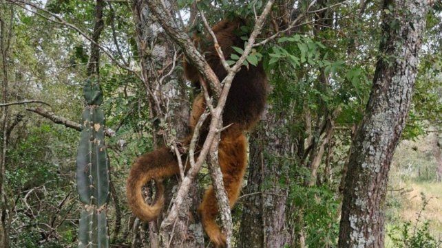 Mona carayá rescatada.