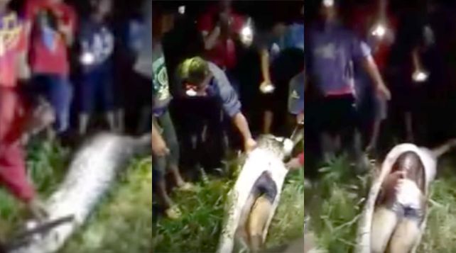 Hallan el cadáver de un hombre desaparecido en el interior de una pitón