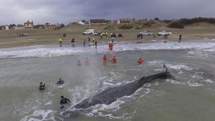 Intentan liberar a una ballena que encalló en  la costa de Mar del Tuyú
