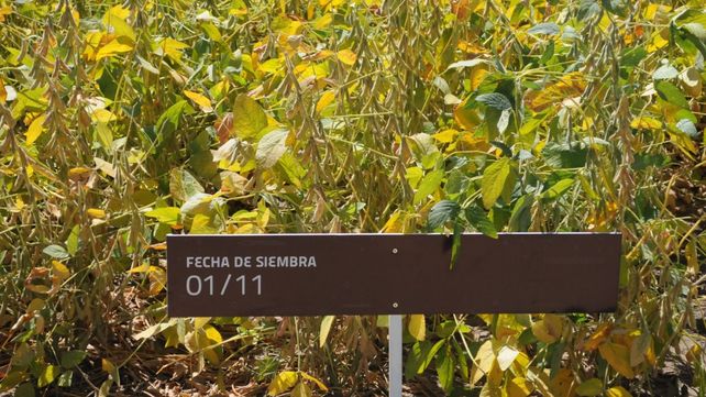 Un gran número de productores vienen adquiriendo los productos e insumos agrícolas a factura abierta.