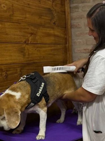 Cada vez más personas llevan a sus mascotas a kinesiología y fisiatría