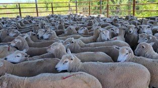 Alerta sanitaria: Entre Ríos en el foco por la detección de Scrapie que paraliza las exportaciones de ovinos
