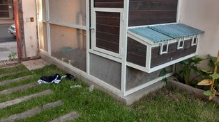 Los ladrones fueron atrapados por la policía en los techos de la vivienda.