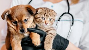 Día de las Médicas y Médicos Veterinarios