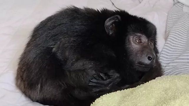 Allanaron por una fiesta con drogas y encontraron un mono encerrado en un armario