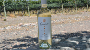 Día del Sauvignon Blanc: frescura que se celebra en todo el mundo
