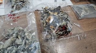 Los hongos secuestrados junto a pastillas de drogas de diseño