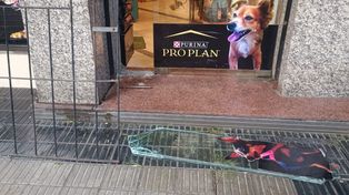 Los delincuentes rompieron la reja y violentaron el blindex de la veterinaria de San Luis al 600 para poder ingresar.&nbsp;