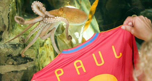 Paul, &iacute;dolo en la ciudad espa&ntilde;ola donde se celebra la Fiesta del Pulpo