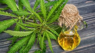 Los 50 kilos de marihuana no llegan y se retrasa la producción de aceite de cannabis en Santa Fe