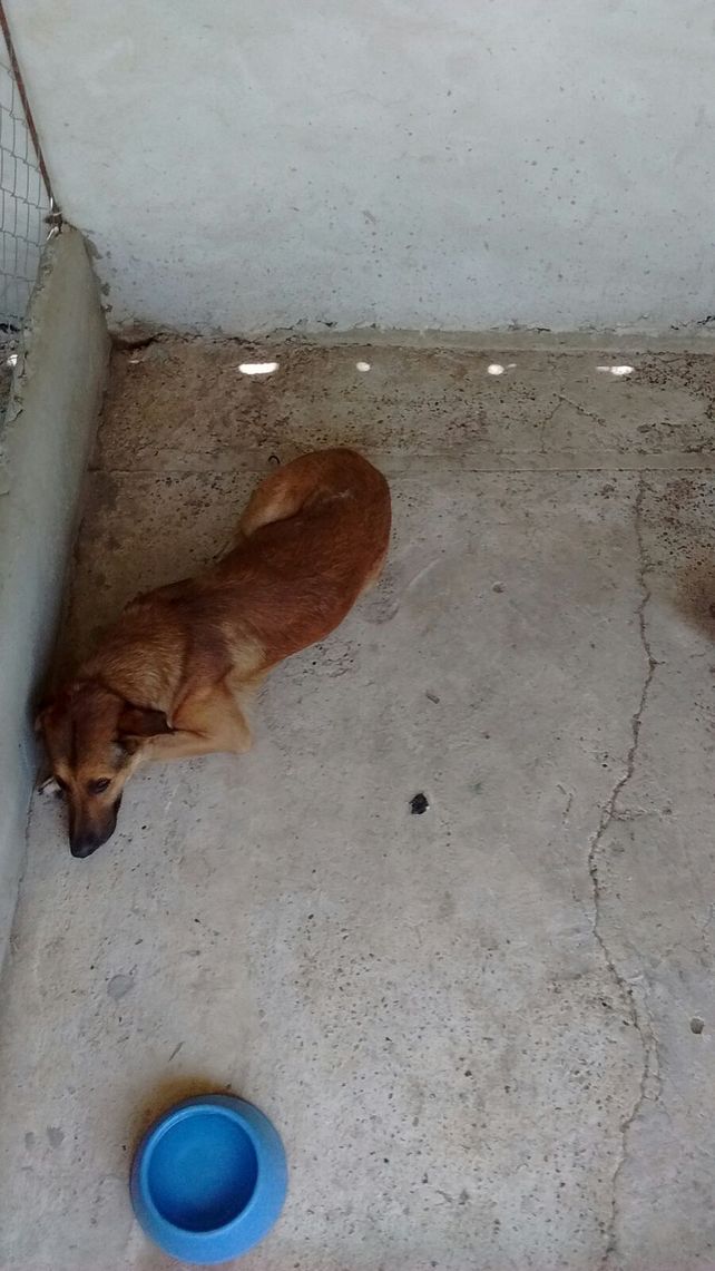 En la guardería esperan por una familia que los adopte.