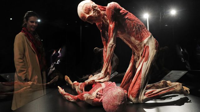 El museo de anatomía Body Worlds en Londres exhibe increíbles figuras