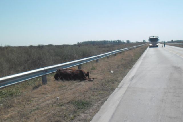 Choque en Recreo: un camionero atropelló un novillo suelto