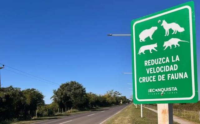 Ambiente: Provincia presentó su primer mapa de atropellamientos de fauna y define acciones para 5 tramos críticos prioritarios.