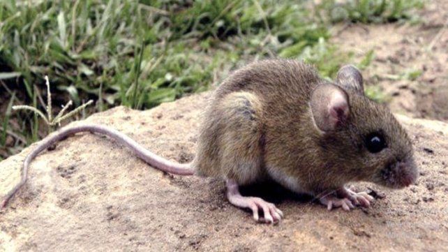 Recomiendan la importancia de la vacuna contra la fiebre hemorrágica