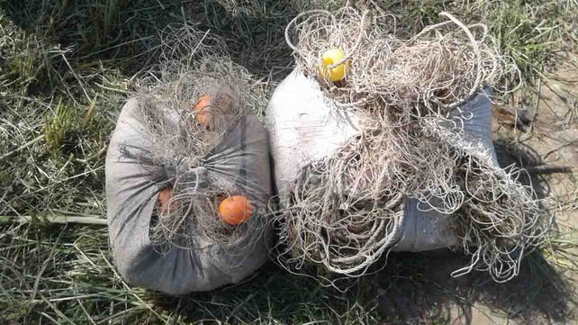 Secuestraron 1450 especies ictícolas depredadas en aguas de Arroyo Leyes