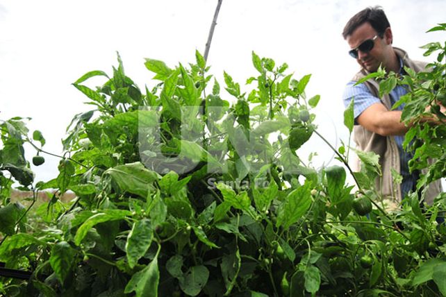 Otra cultura alimentaria: producen alimentos orgánicos en Santa Fe para 15 provincias