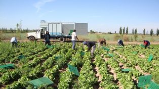 Santa Fe fue históricamente una provincia productora de hortalizas contando con tres cinturones hortícolas situados en la cercanía de Rosario, Santa Fe y Reconquista.