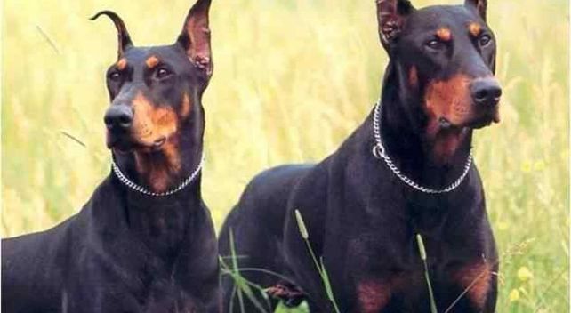 Perdió sus dos piernas tras ser atacada por perros