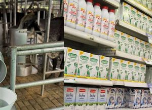 Tamberos pedirán a la provincia intervenga en el precio de la leche