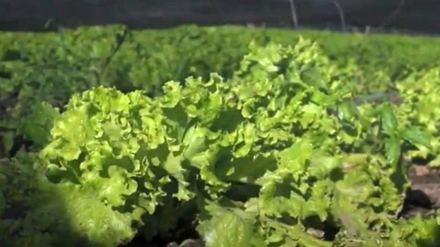 Quinteros santafesinos: mucho más que producir alimentos