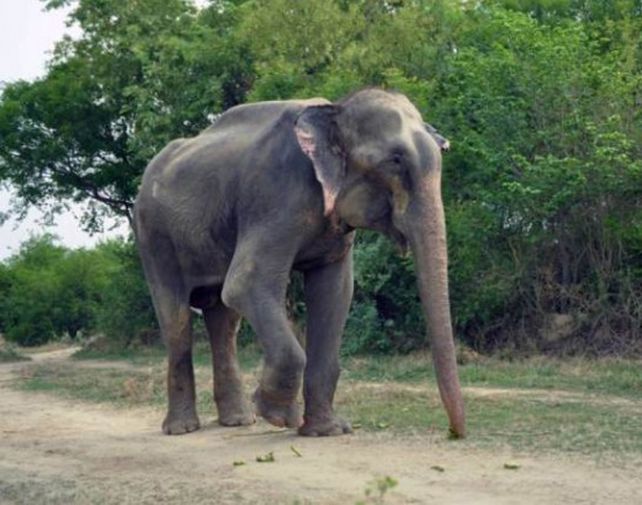 El elefante había sido golpeado