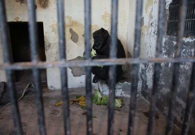 Cecilia, la chimpancé del zoo de Mendoza espera su traslado a un santuario