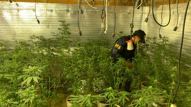 Efectivos de la Policía Federal en el cultivo de marihuana descubierto anoche. 