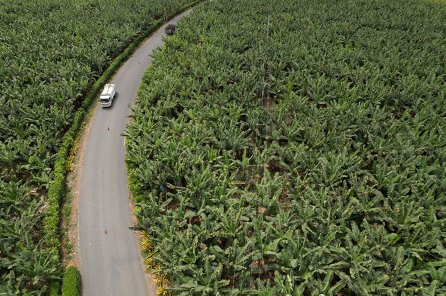 Los narcos infiltran los containers de  bananas para traficar desde Ecuador