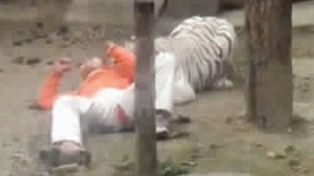 Trató de suicidarse metiéndose a la jaula de dos tigres de bengala