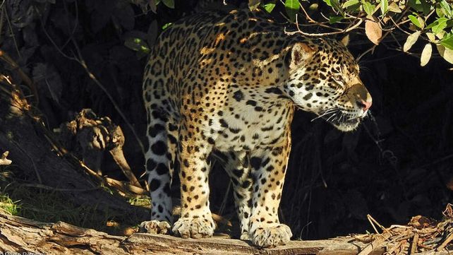 Greenpeace afirma que Argentina ya vive “a crédito ecológico”