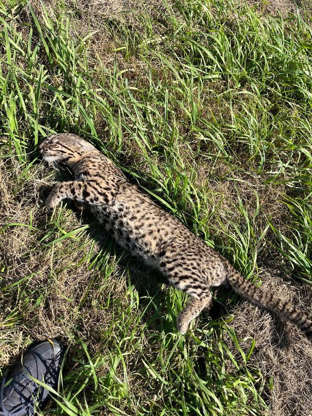Atropellaron a un gato montés en Sastre y otro en Reconquista