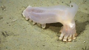 Descubren 57 nuevas especies en los cañones submarinos de Argentina