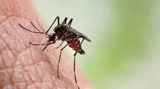 Dengue en Rosario: Hay mosquitos volando en todos los distritos de la ciudad