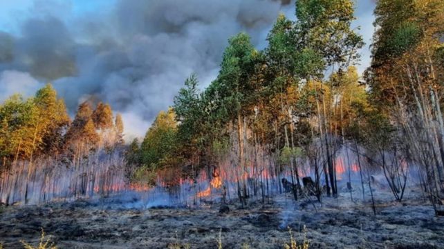 Concordia: sofocaron incendio de grandes proporciones